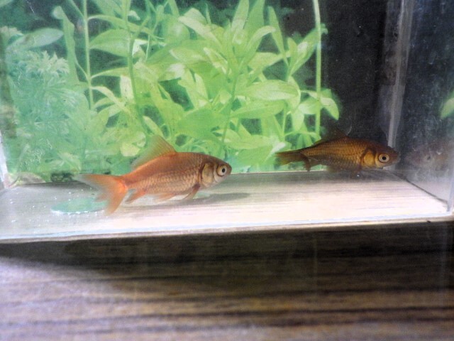 茶和金選抜セット(浜松 二橋養魚場産約6ｃｍ ２匹)：25＾02_画像5