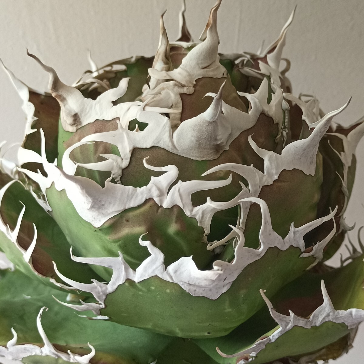 A276特選 アガベ チタノタ ホリダ超絶狂棘 極上鋸歯 陽炎狂棘 極上良型大株 A276特選 アガベ チタノタ ホリダ超絶狂棘 極上鋸歯 陽炎狂棘