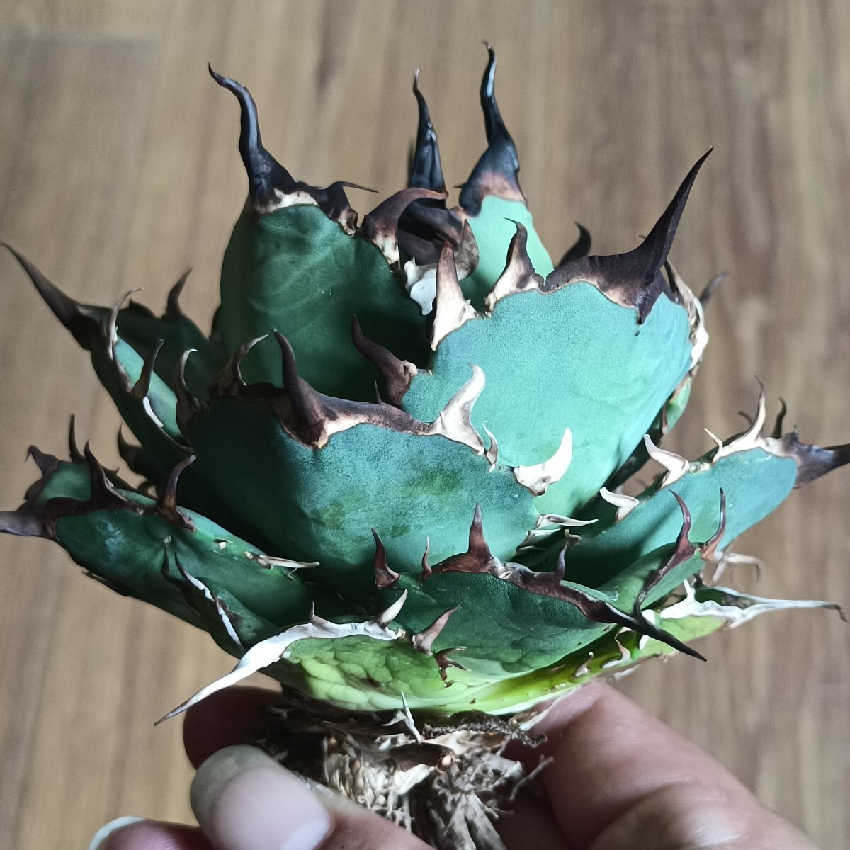 特選 アガベ チタノタ 海王　超絶狂棘極上株 激レア　鉢付き 1ba70642ad58d3c098b4ce929a0674