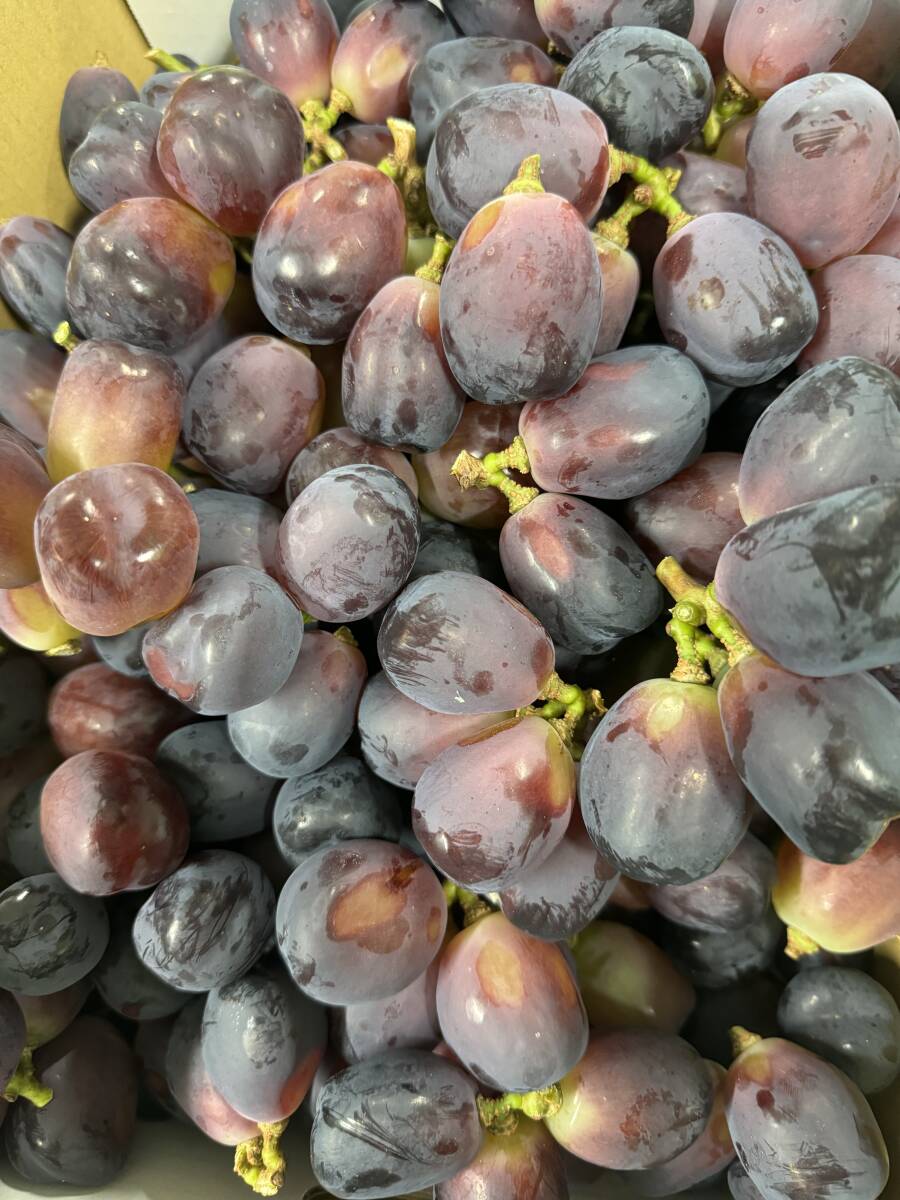 噂のブラックシャイン！アウトレット！　Ｂ品　種無(wú)し　皮ごと　新品種 富士の輝　ポロポロ　2キロ