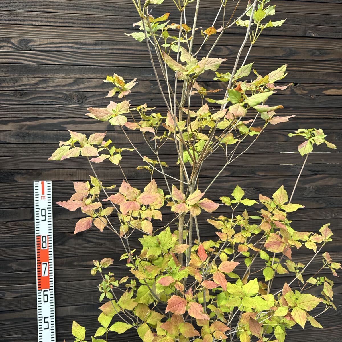 ミツバツツジ/大株【現品発送】管理70624