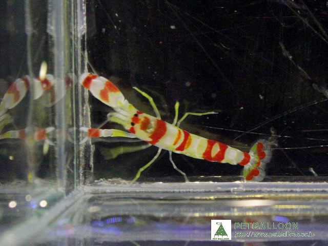 【海水魚】ランドールズピストルシュリンプ(1匹)(サンプル画像）（生体）_画像1