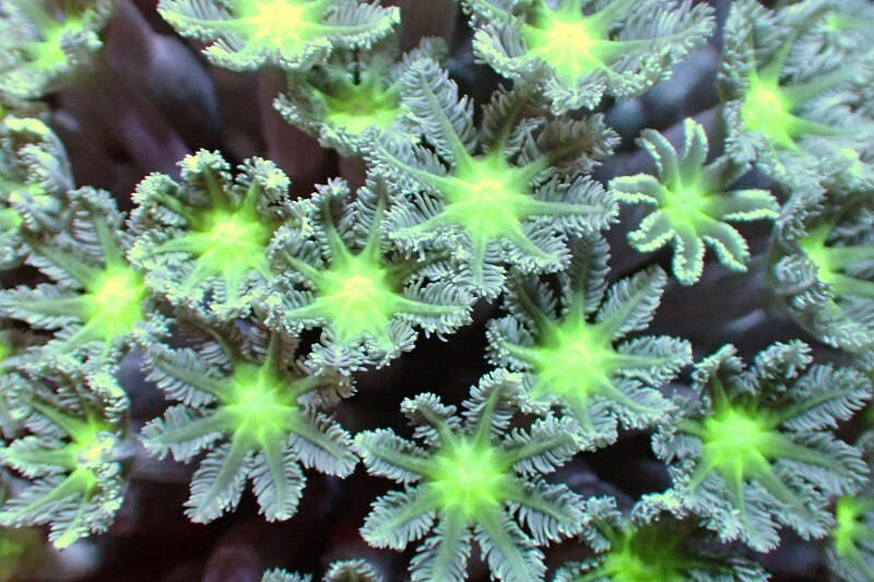 【サンゴ】ブリード ツツウミヅタ（Metallic Green)（個体販売）No.5（生体）_画像2