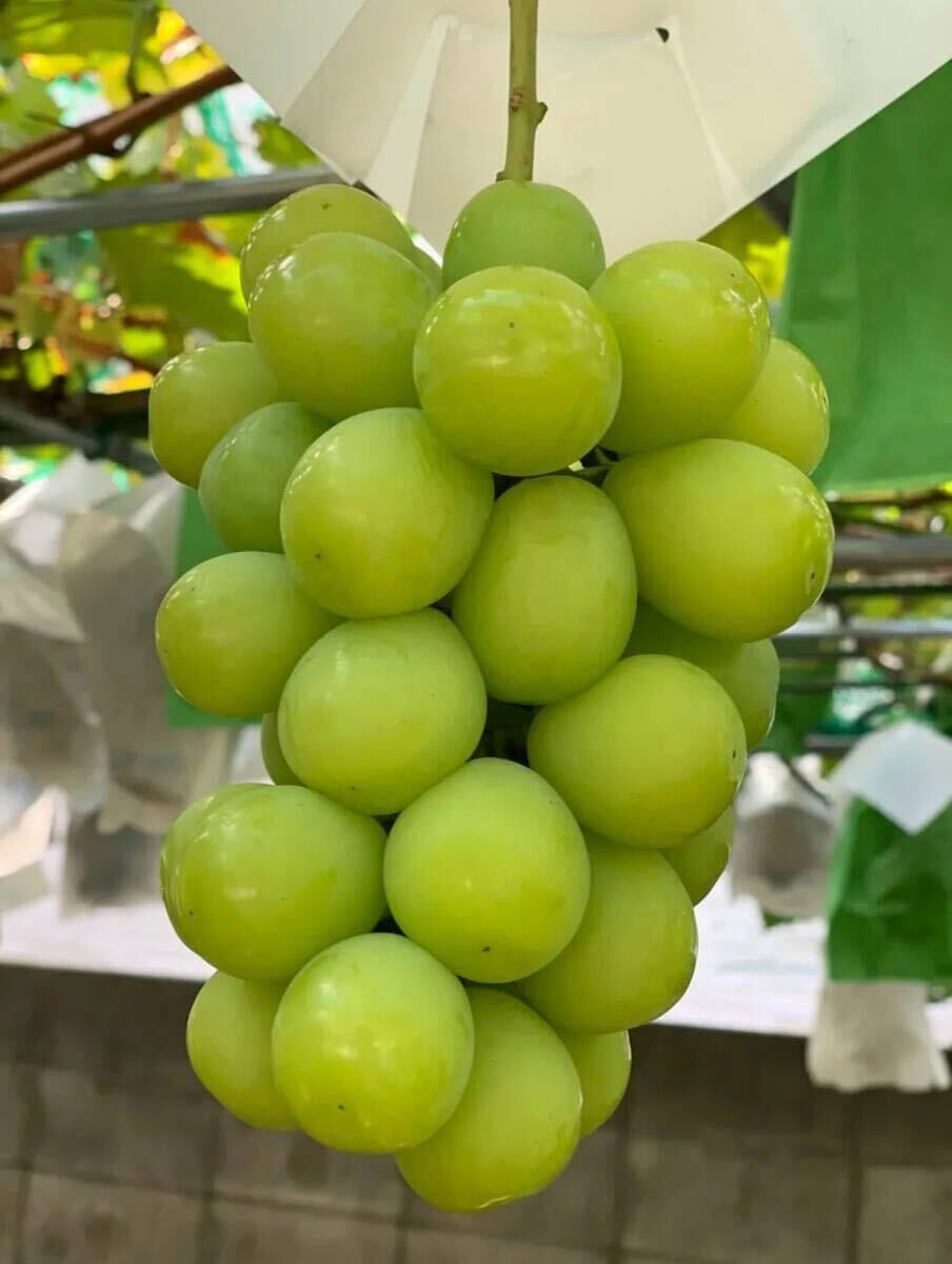 長野県産 大粒シャインマスカット 1kg_画像3