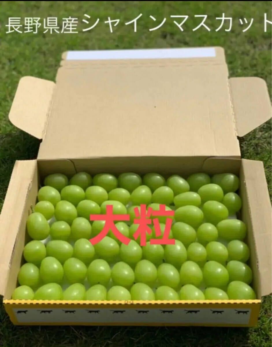長野県産 大粒シャインマスカット 1kg_画像1