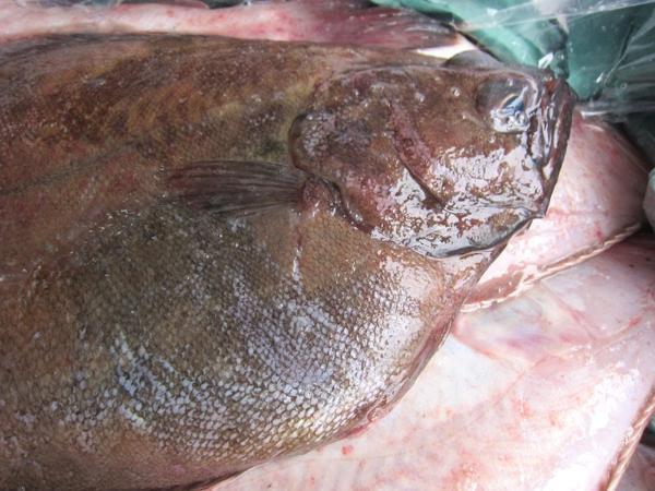 磯の超高級魚、特大「赤カレイ2.5kg」山陰境港産、とれたて直送!!