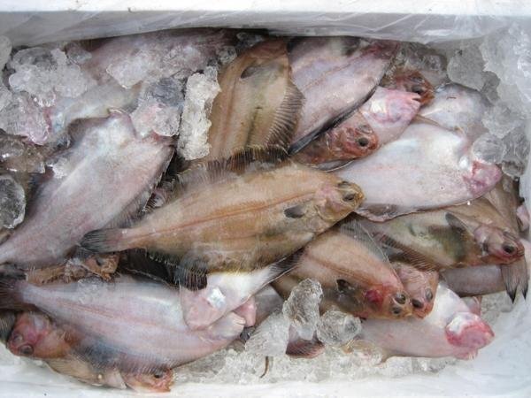 獨(dú)特の風(fēng)味「活ベランスカレイ大-3kg」超珍味、ツウにも大人気!!