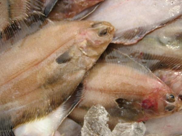 獨(dú)特の風(fēng)味「活ベランスカレイ大-3kg」超珍味、ツウにも大人気!!