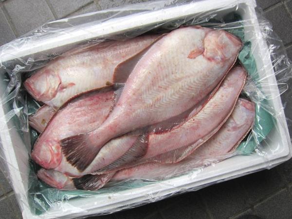 磯の超高級魚、特大「赤カレイ2.5kg」山陰境港産、とれたて直送!!
