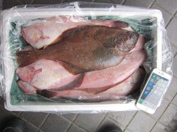磯の超高級魚、特大「赤カレイ2.5kg」山陰境港産、とれたて直送!!