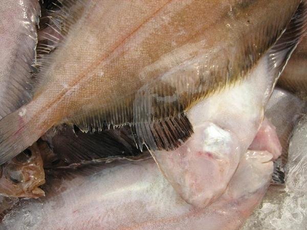 獨(dú)特の風(fēng)味「活ベランスカレイ大-3kg」超珍味、ツウにも大人気!!