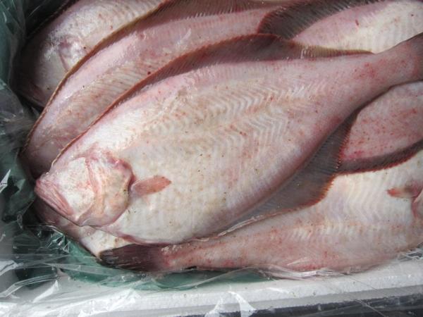 磯の超高級魚、特大「赤カレイ2.5kg」山陰境港産、とれたて直送!!