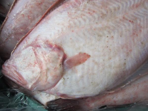 磯の超高級魚、特大「赤カレイ2.5kg」山陰境港産、とれたて直送!!