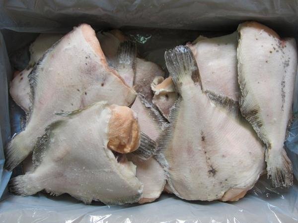 礒の高級(jí)魚「子持ちカレイ12尾位入り5kｇ」-淺羽カレイ-是非煮付けでお召し上がり下さい。