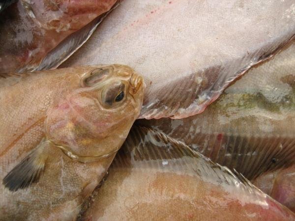 獨(dú)特の風(fēng)味「活ベランスカレイ大-3kg」超珍味、ツウにも大人気!!