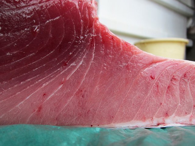 生まぐろ「腹上3-5kg」カマ付、一番旨いところ?。。ú欢ㄘ灓摔膜铑~発生します。)