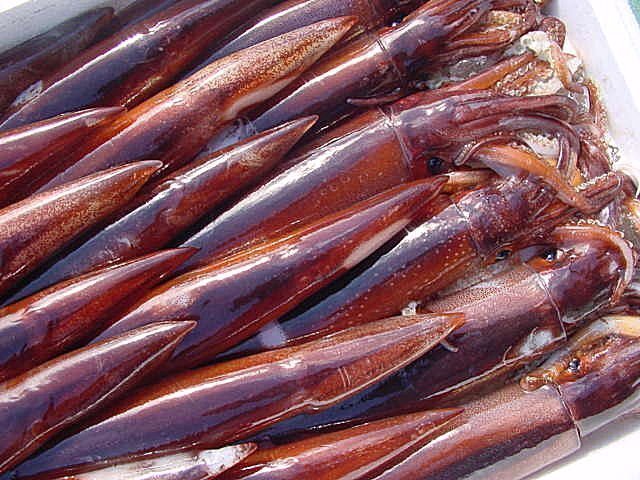 特大!! お刺身用「スルメ烏賊16尾位で4kg」活冷凍品-美しい釣り物