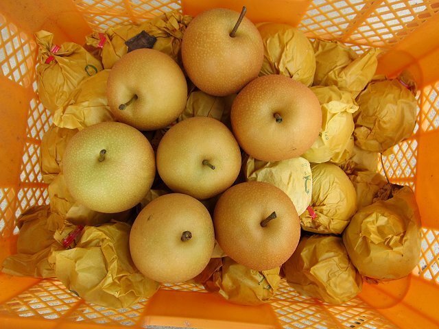 5箱、希少品種「新興/大玉 5kg」20玉以內(nèi)...高糖度、多汁な梨です。