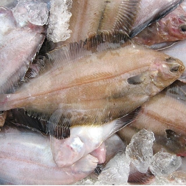 獨(dú)特の風(fēng)味「活ベランスカレイ大-3kg」超珍味、ツウにも大人気!!