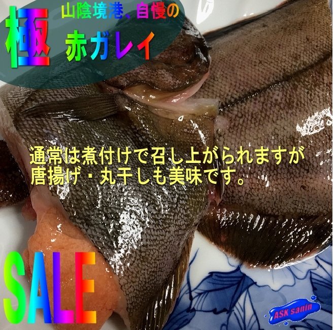磯の超高級魚、特大「赤カレイ2.5kg」山陰境港産、とれたて直送!!