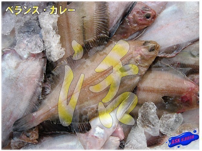 獨(dú)特の風(fēng)味「活ベランスカレイ大-3kg」超珍味、ツウにも大人気!!
