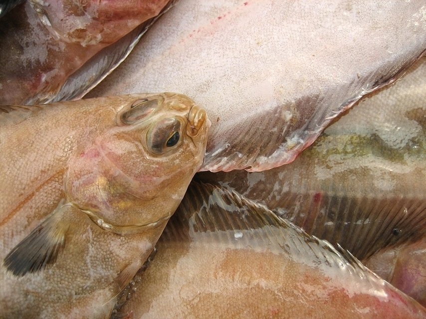 獨(dú)特の風(fēng)味「活ベランスカレイ大-3kg」超珍味、ツウにも大人気!!