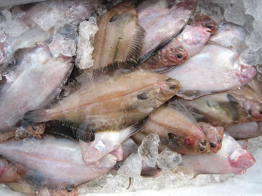 獨(dú)特の風(fēng)味「活ベランスカレイ大-3kg」超珍味、ツウにも大人気!!