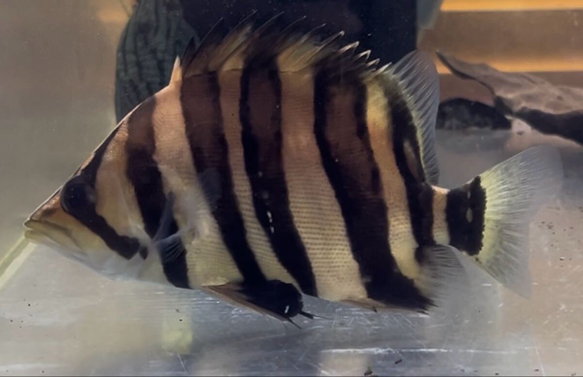 ダトニオプラスワン AAA 15㎝±_画像1