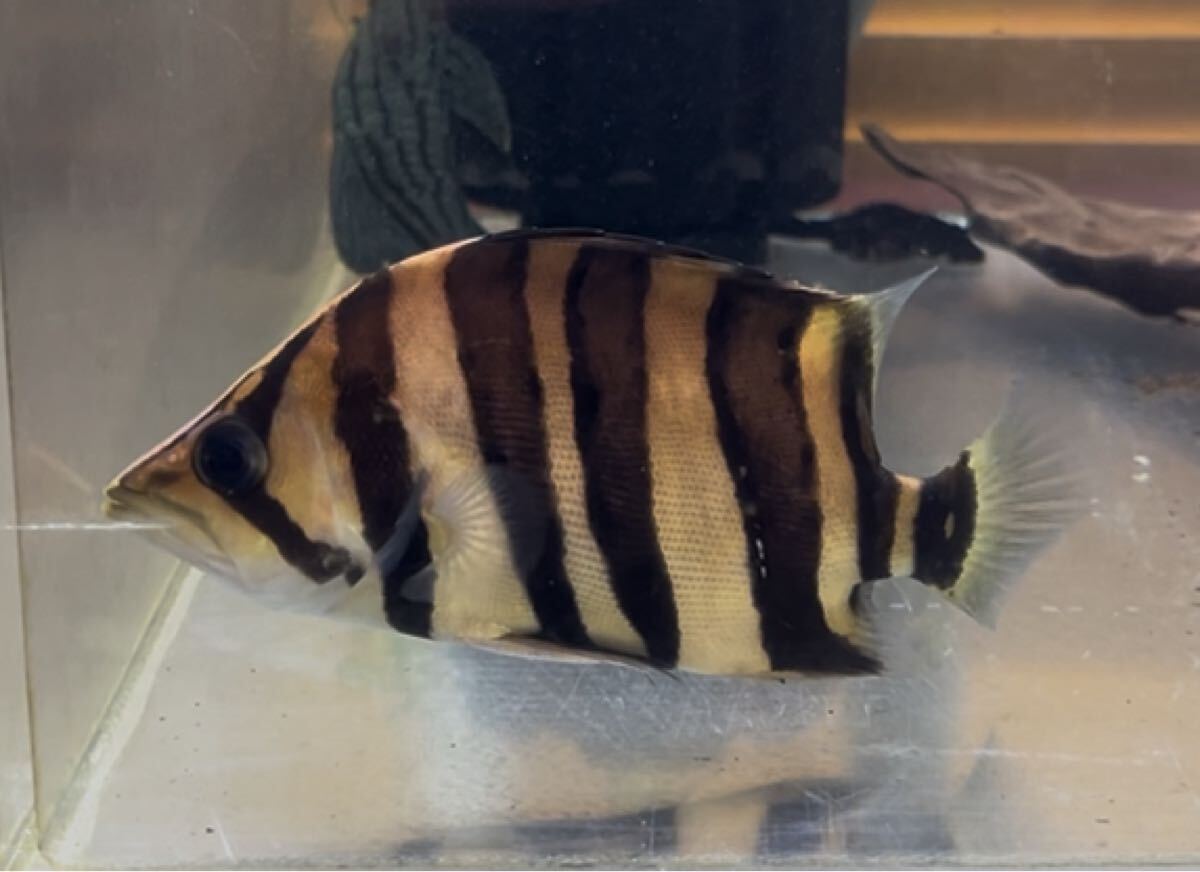 ダトニオプラスワン AAA 15㎝±_画像3