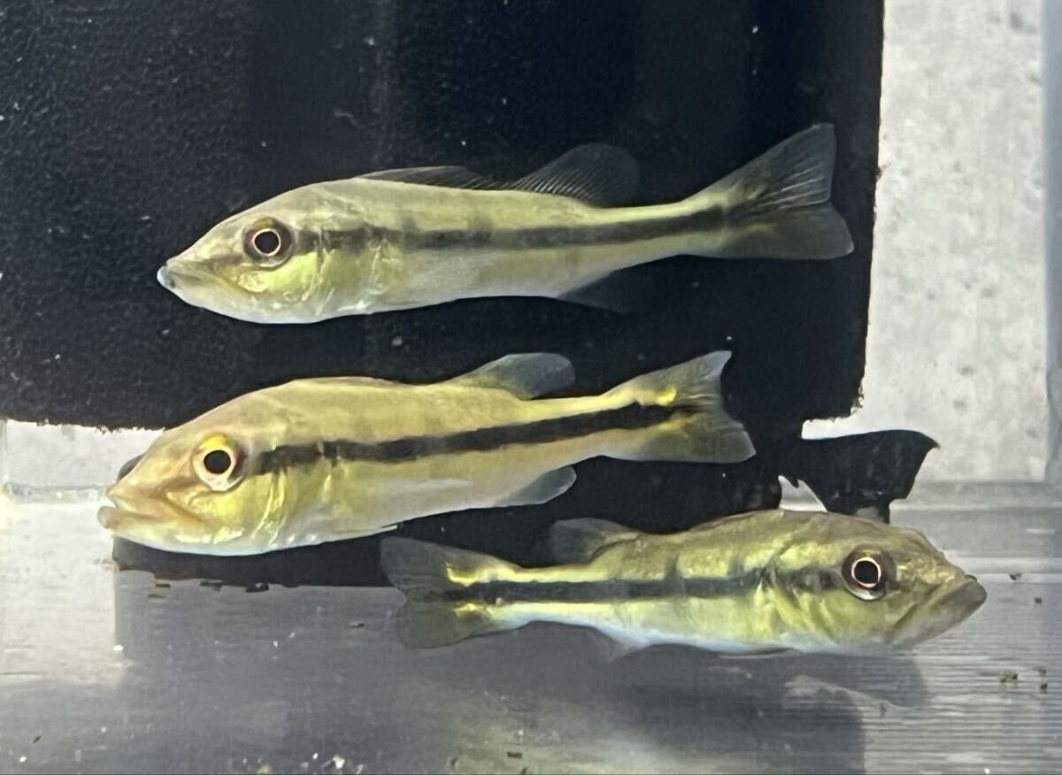 キクラテメンシス　ワイルド　6㎝±_画像1