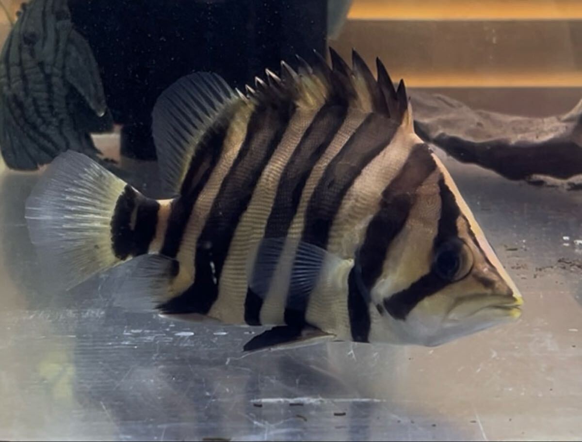 ダトニオプラスワン AAA 15㎝±_画像2