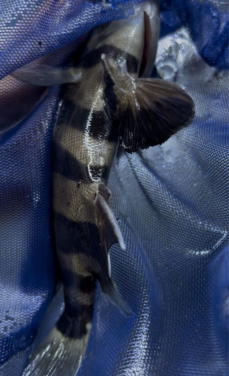 ダトニオプラスワン AAA 15㎝±_画像5