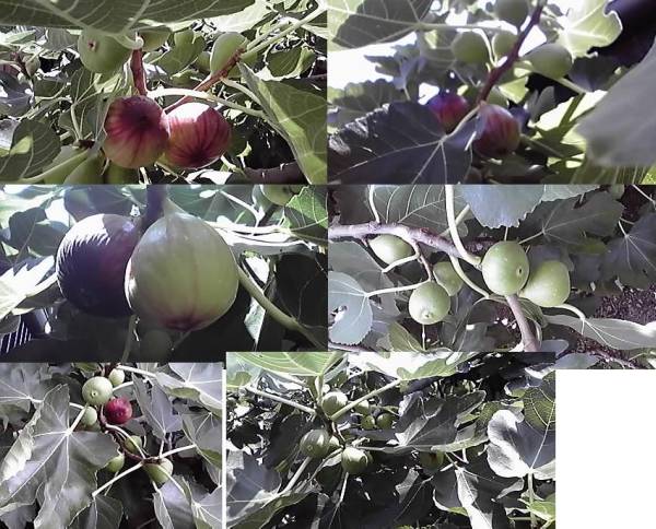 冷凍無花果*イチジク １kg*露地 いちじく*無農(nóng)薬.有機(jī)栽培*完熟*自家産*加工用