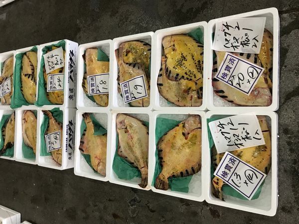 〔高級(jí)魚(yú)〕北海道産活〆マツカワガレイ1枚（1ｋｇ前后）〔Ｂ〕北港直販☆かれい?カレイ?松川鰈?松皮鰈?王鰈〔代引き不可〕