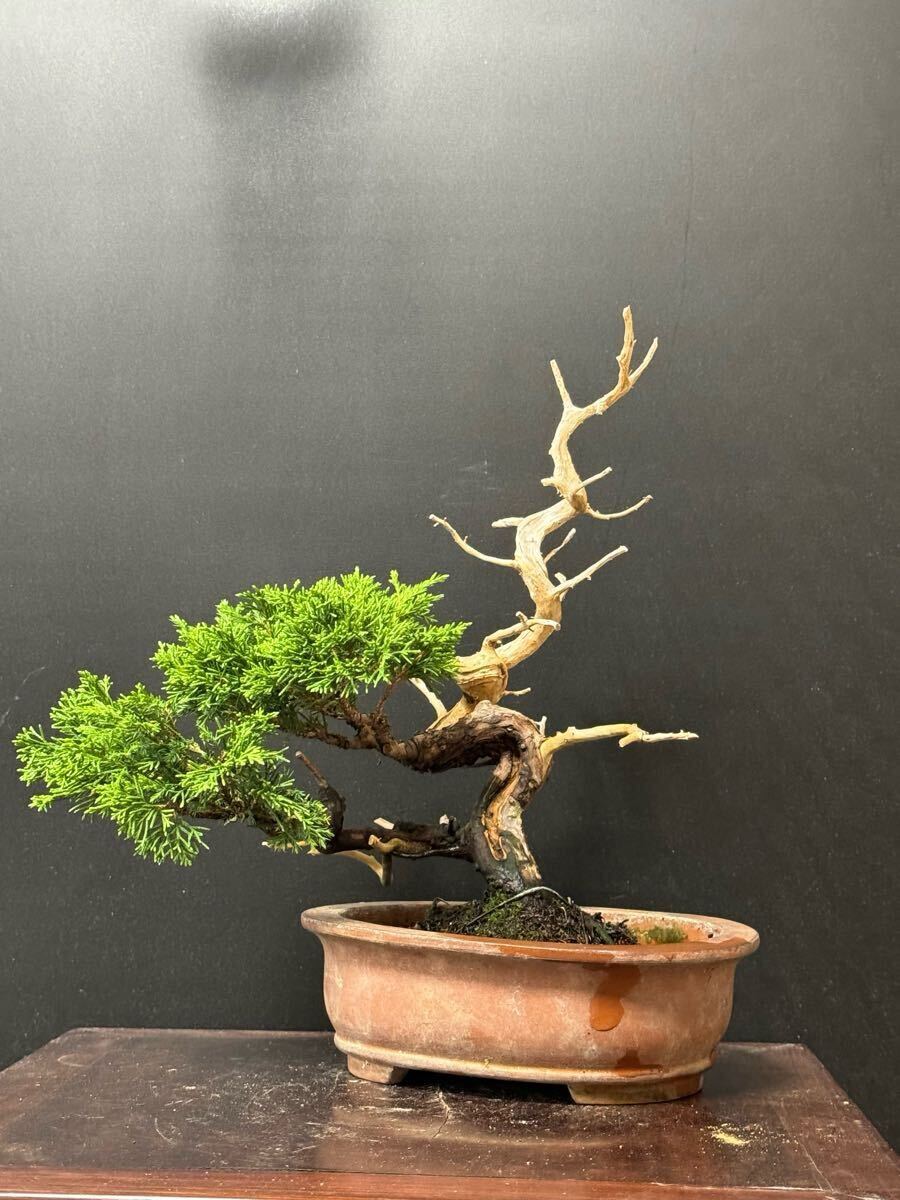 盆栽【真柏】①