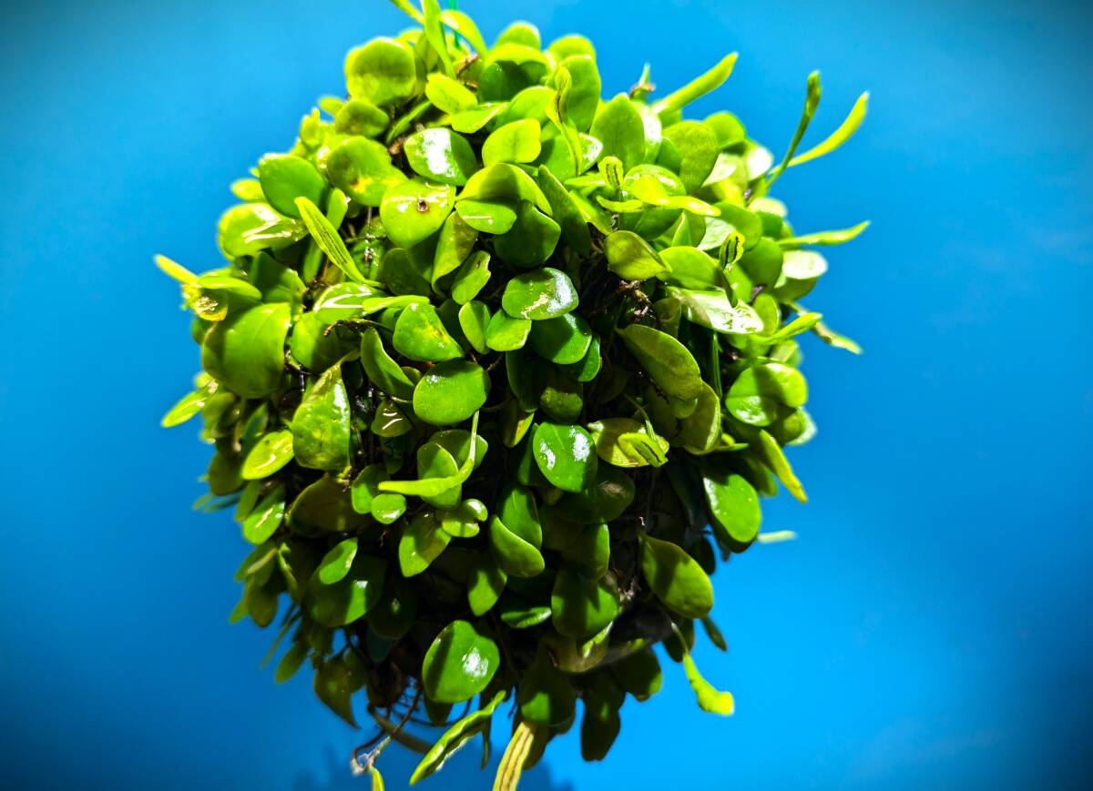 夢道園の吊マメヅタ（豆蔦）（マメシダ）ボール■盆栽■苔、コケ■山野草■TS-154_画像3