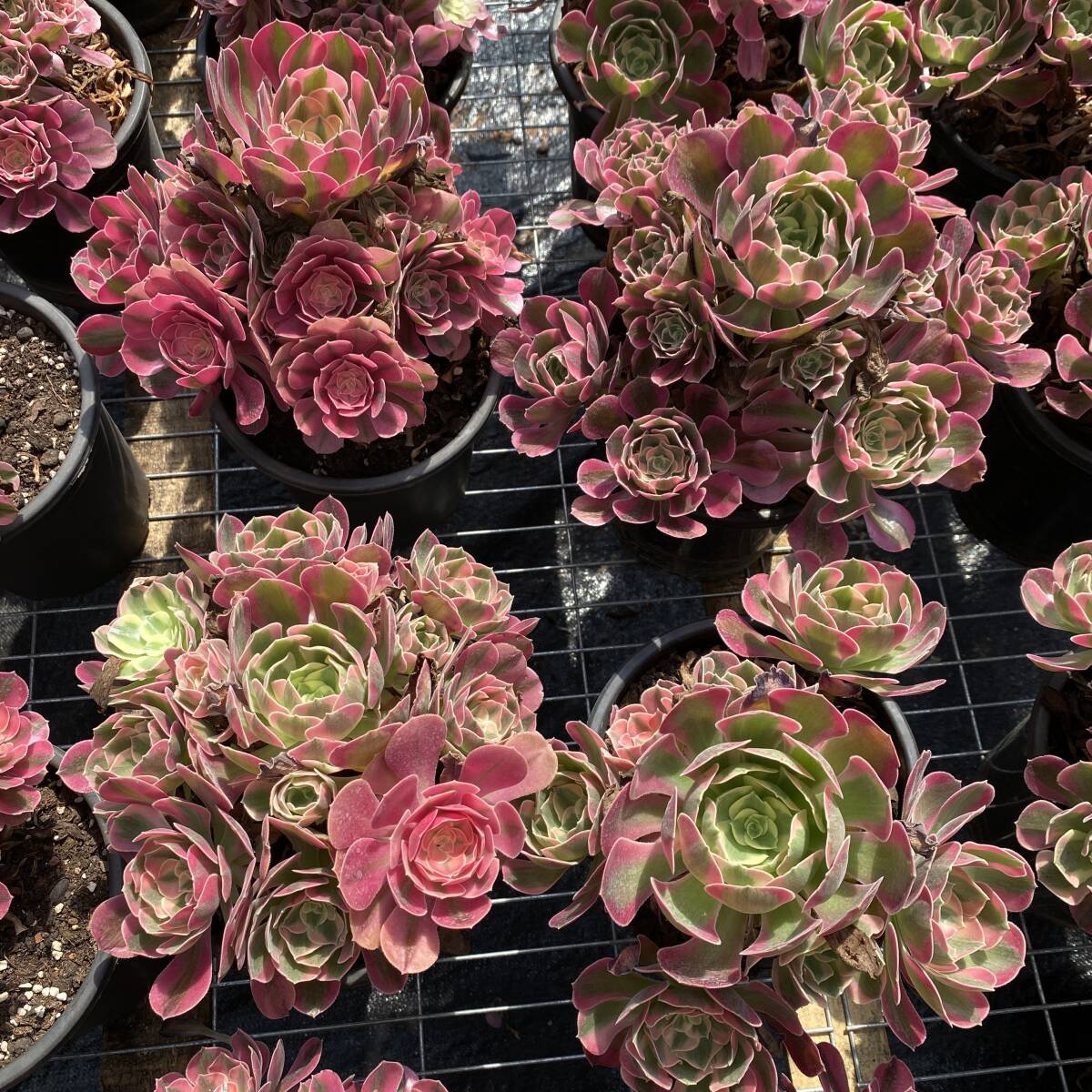 新作，限定セール16株 F293多肉植物 エケベリア サキュバス サボテン 観葉植物 花 園芸 レア種 抜き苗(サボテン)｜売買されたオークション情報、yahooの商品情報をアーカイブ公開 - オークファン サボテン