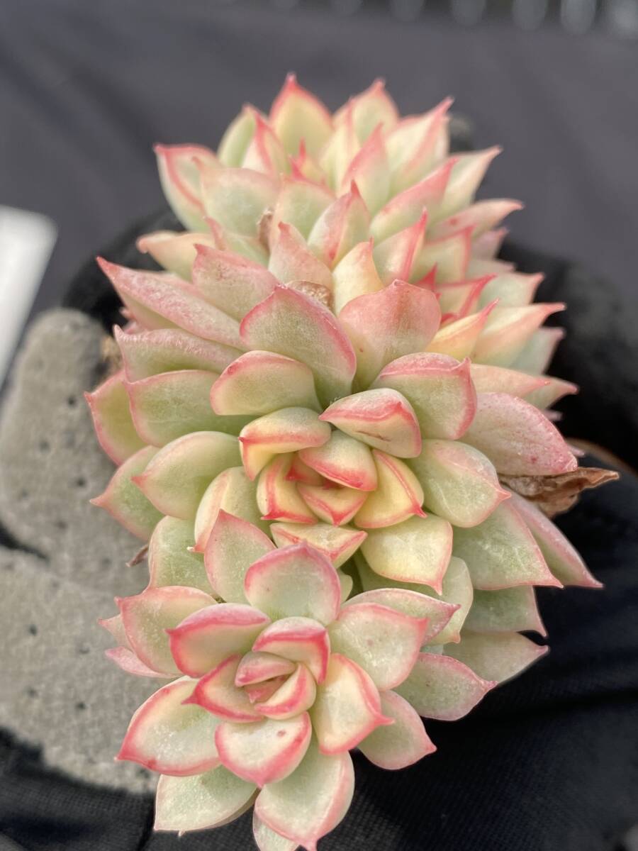 k*i様 B308-3×105苗女雛錦 土付き 多肉植物 エケベリア サボテン Bibian 比比昂- 105株ZM308多肉植物エケベリア女雛錦サボテン