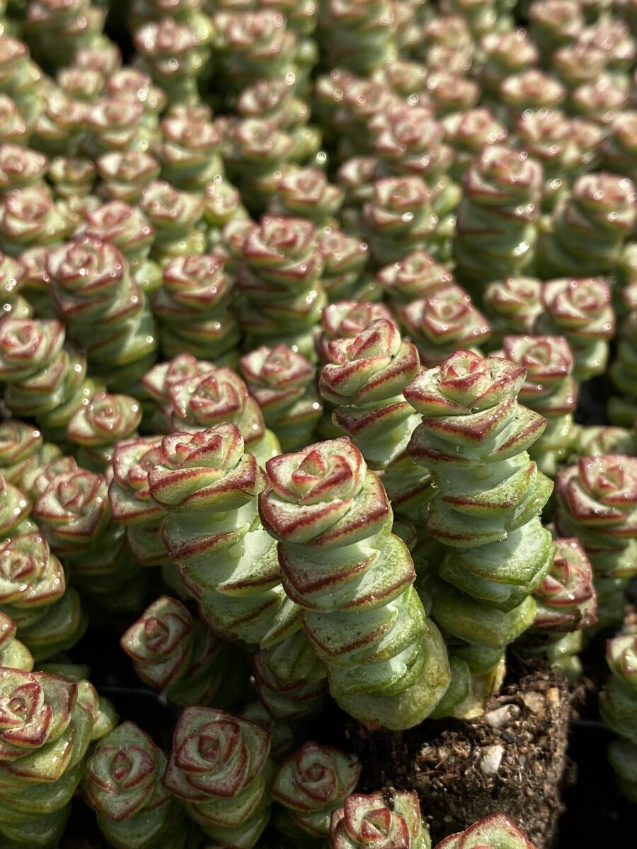 128株F253多肉植物 エケベリア銭串サボテン 観葉植物 花 園芸 レア種 土と根付き