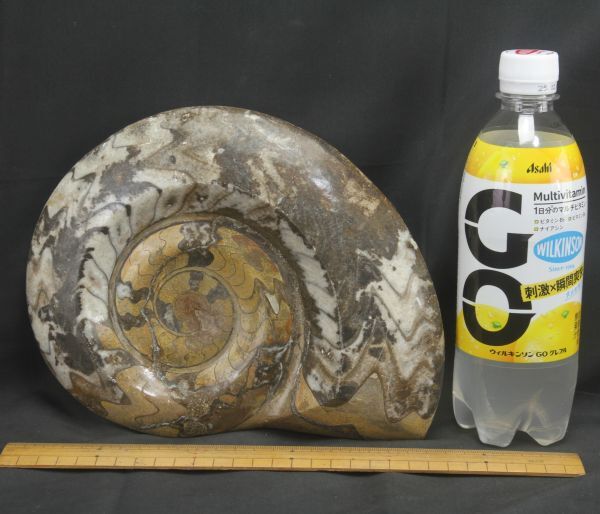 アンモナイト約2キロ 重量2kg強 アンモナイトの化石と思われる 現状にて(化石