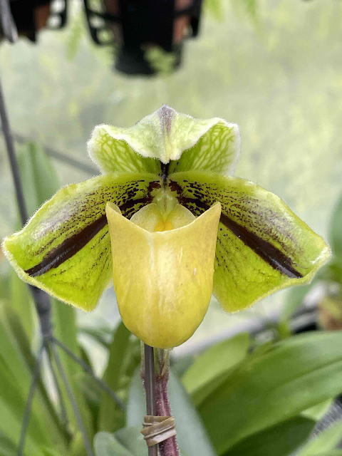 8251【特A級】スリクソン SRIXON -X3- [イエロー] 30個