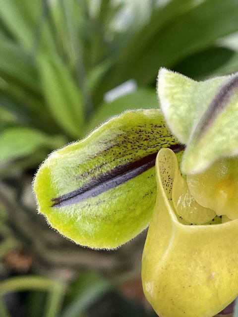 8251【特A級】スリクソン SRIXON -X3- [イエロー] 30個