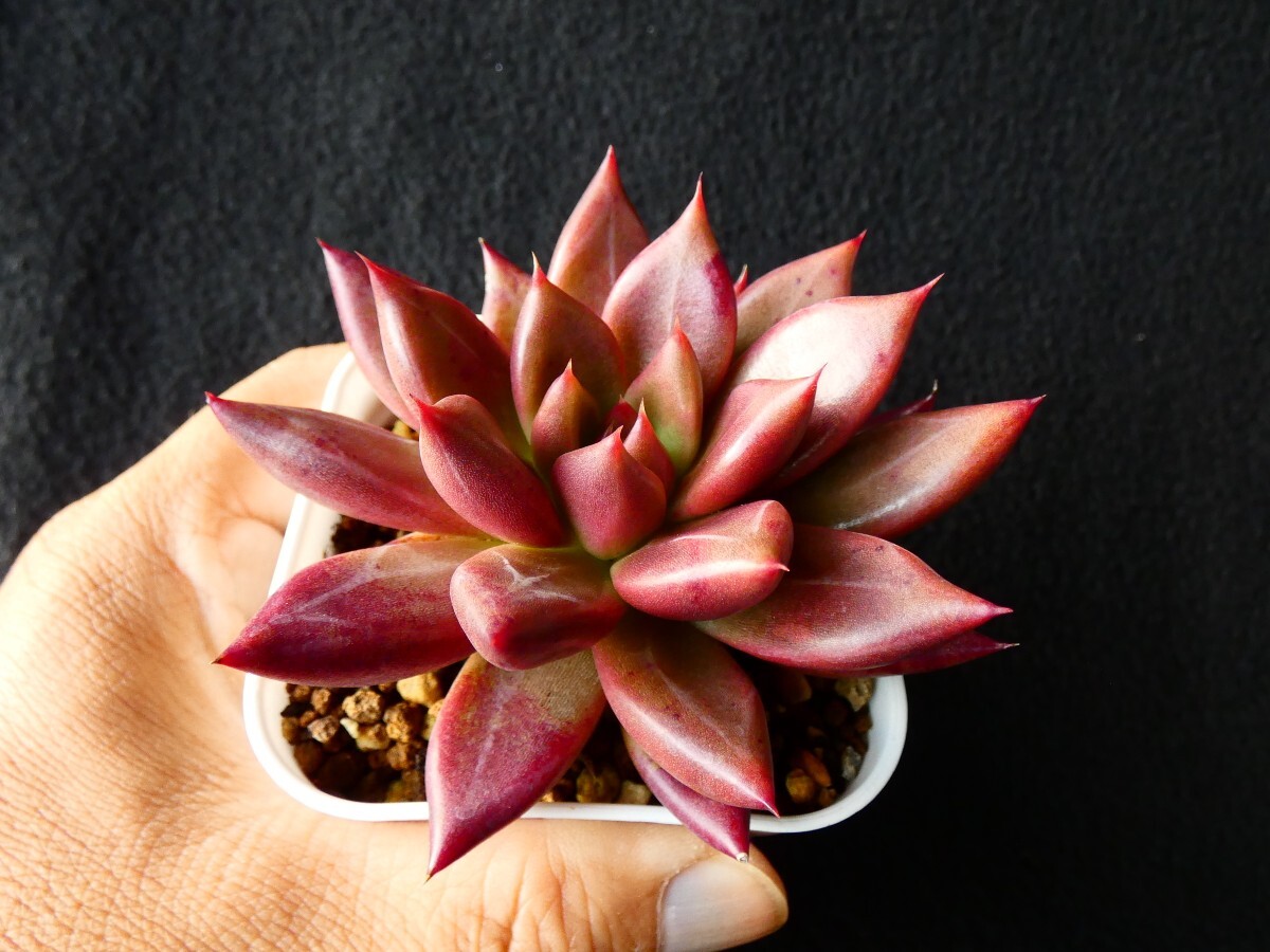 タウラス×トリマネンシス?充実株◆ Taurus×tolimanensis　抜き苗　多肉植物　エケベリア