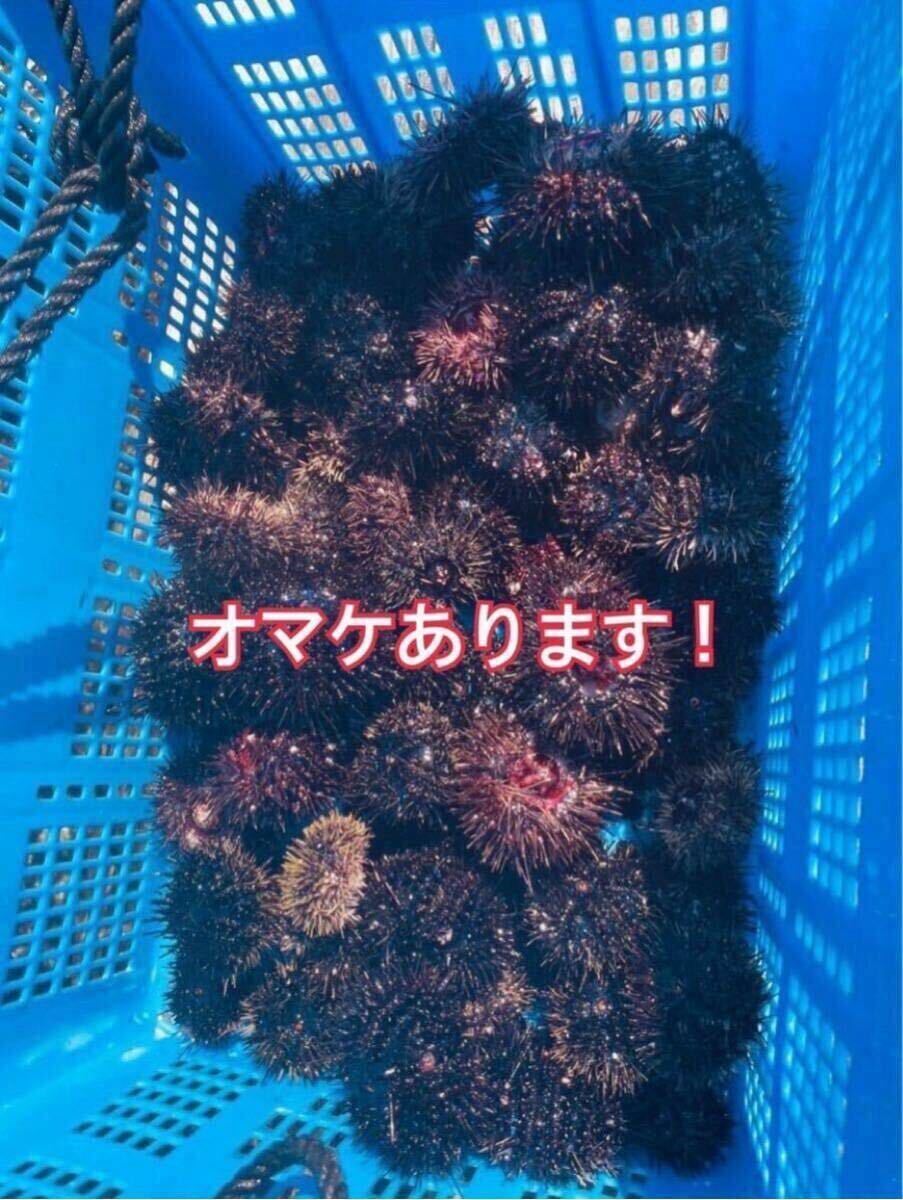 釣り餌 冷凍ガンガゼ100個 石鯛釣り