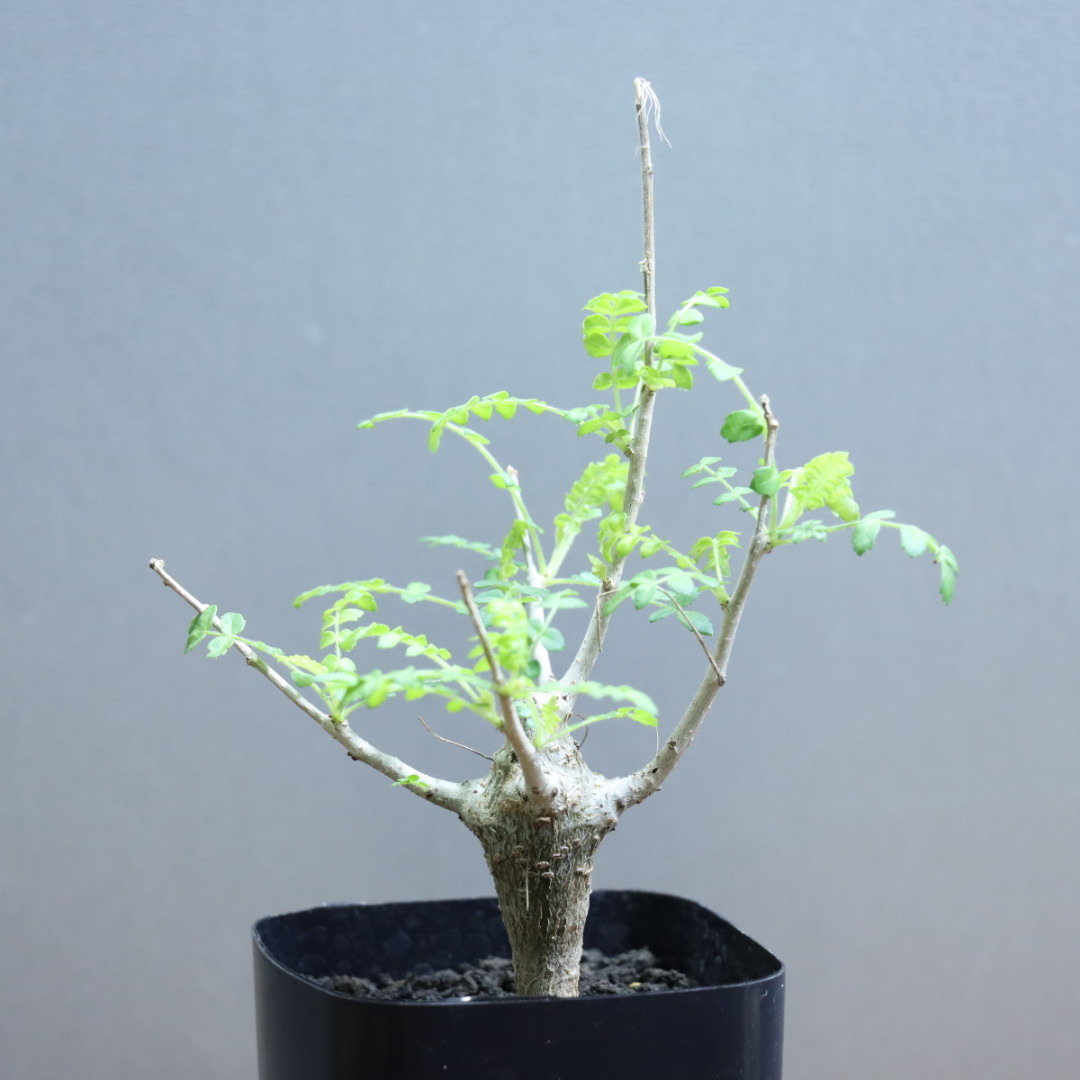 ゑ.56 ボスウェリア ネグレクタ /週内発送/ Boswellia neglecta 【 塊根 コーデックス 観葉植物 盆栽】