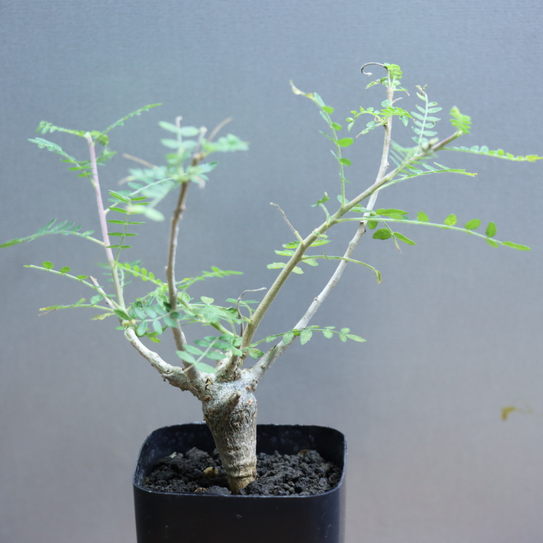 ゑ.55 ボスウェリア ネグレクタ /週内発送/ Boswellia neglecta 【 塊根 コーデックス 観葉植物 盆栽】