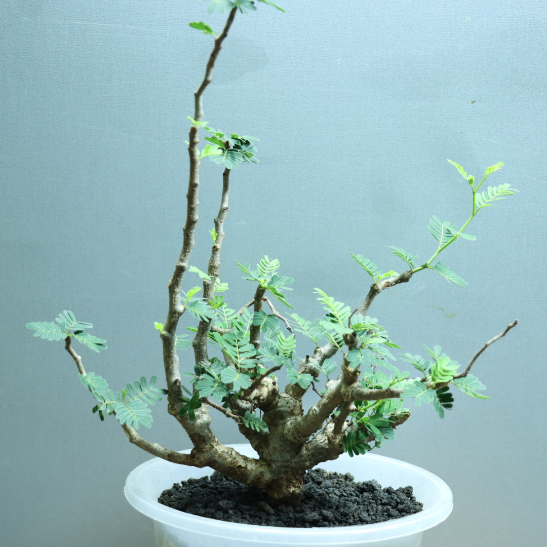 ゑ.51 センナ メリディオナリス/週内発送 / Senna meridionalis 【灌木 塊根 コーデックス 多肉 サボテン 観葉植物】
