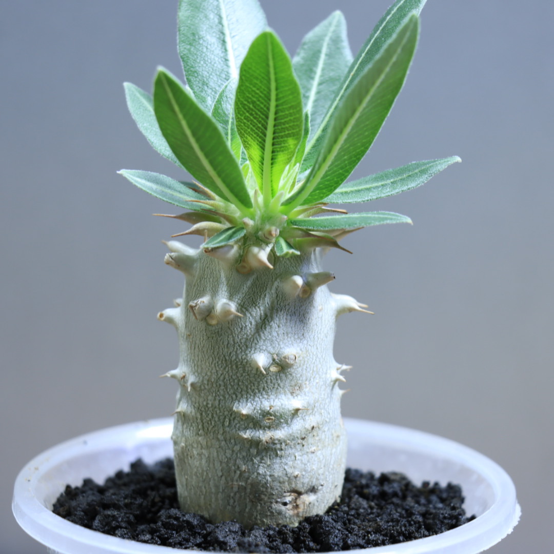 ゑ.39 恵比寿大黒/週内発送 / Pachypodium densicaule 【塊根 コーデックス 多肉 サボテン 観葉植物 盆栽】