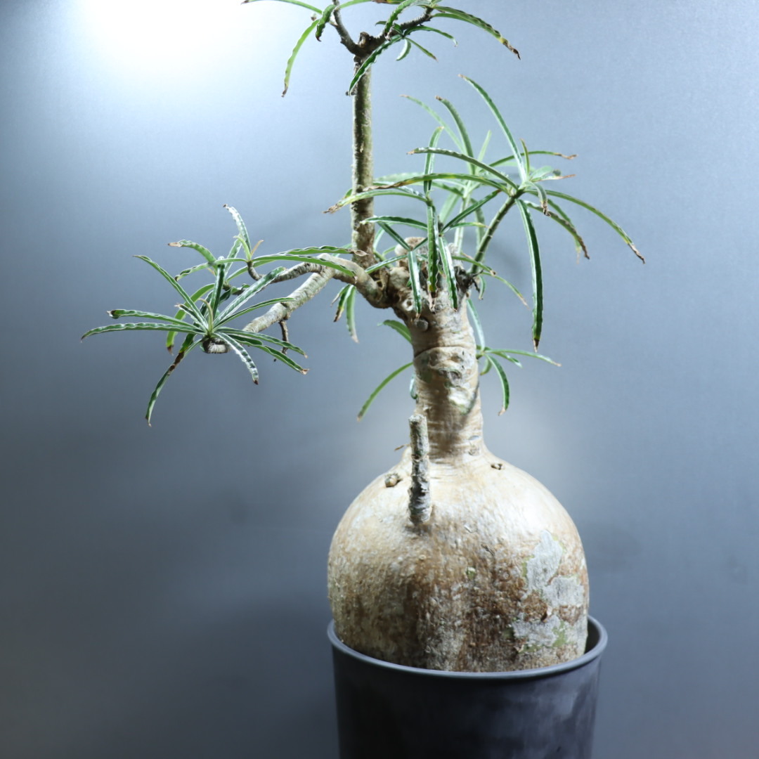 ゑ.19 アデニウム ソマレンセ/週内発送 / Adenium somalense 現地株 発根済 【 塊根 コーデックス サボテン 観葉植物 盆栽】