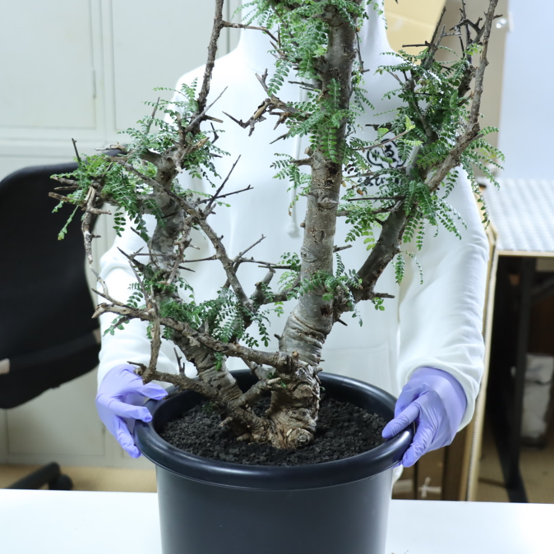 ゑ.18 ボスウェリア ネグレクタ XXLサイズ /週内発送/ Boswellia neglecta 現地株 発根済 特大同梱不可【 塊根 コーデックス 観葉植物 盆】